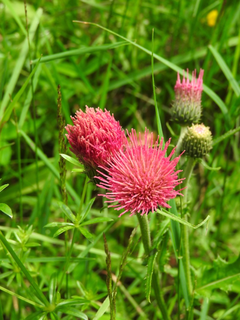 Cirsium × praealpinum photo 2