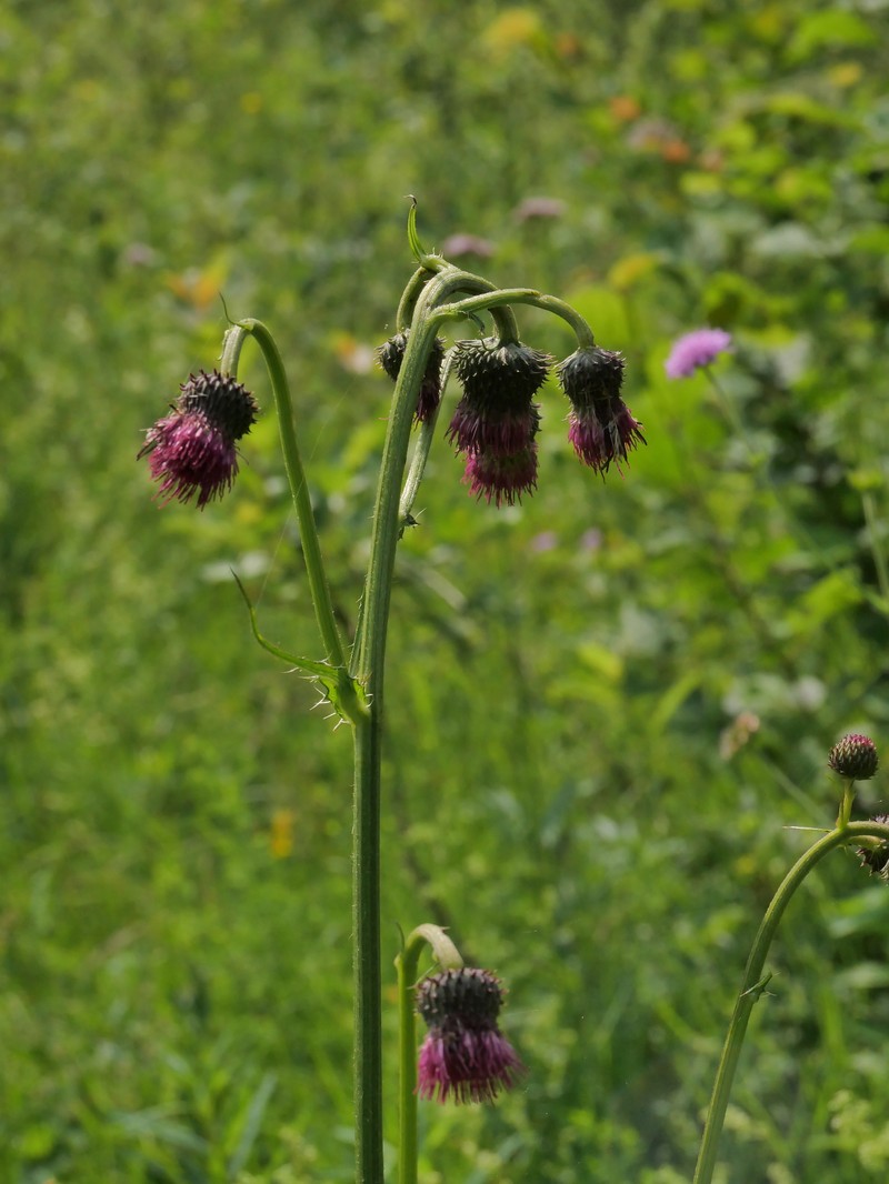 Cirsium × praealpinum photo 3