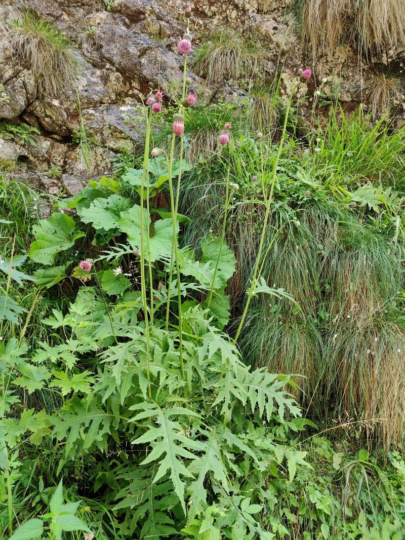 Cirsium × praealpinum photo 4