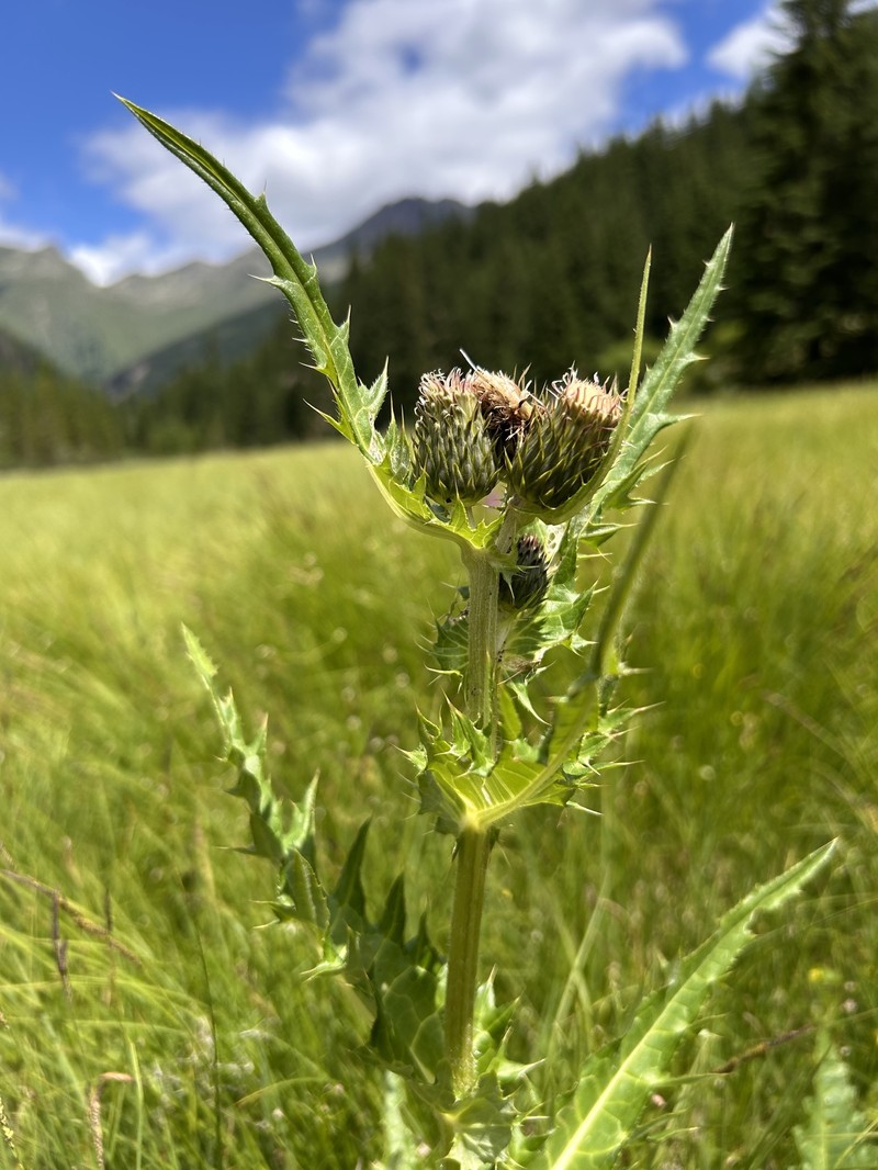 Cirsium × purpureum photo 2