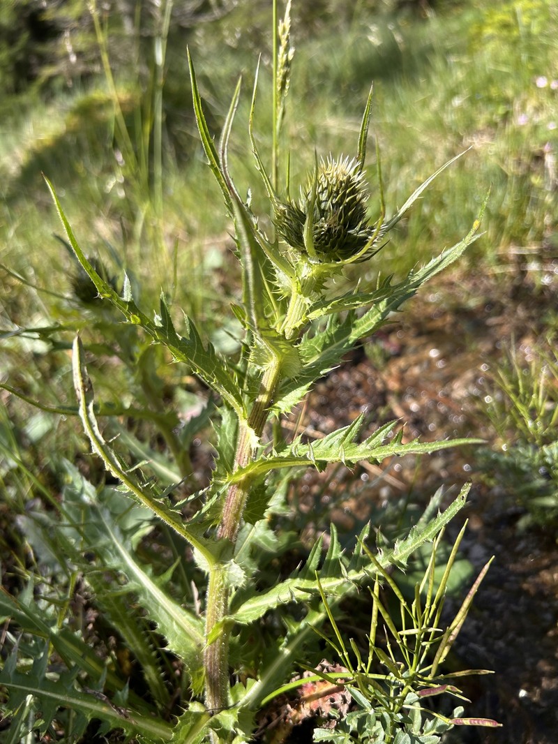 Cirsium × purpureum photo 3