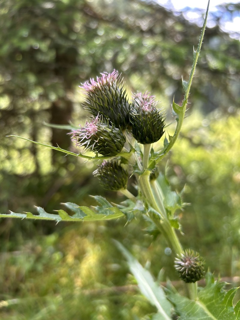 Cirsium × purpureum photo 4