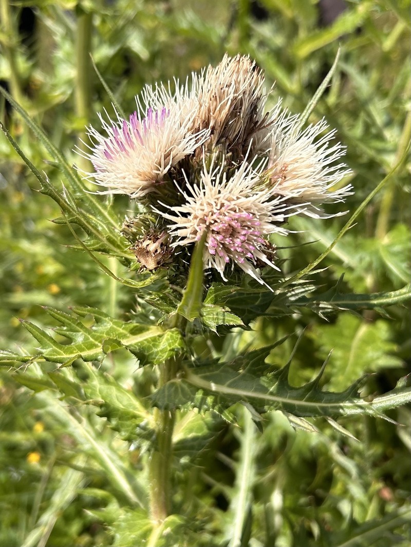 Cirsium × purpureum photo 5