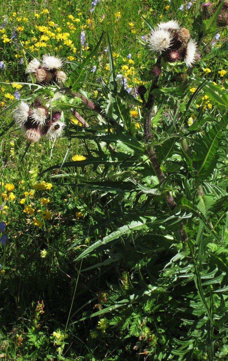 Cirsium × purpureum