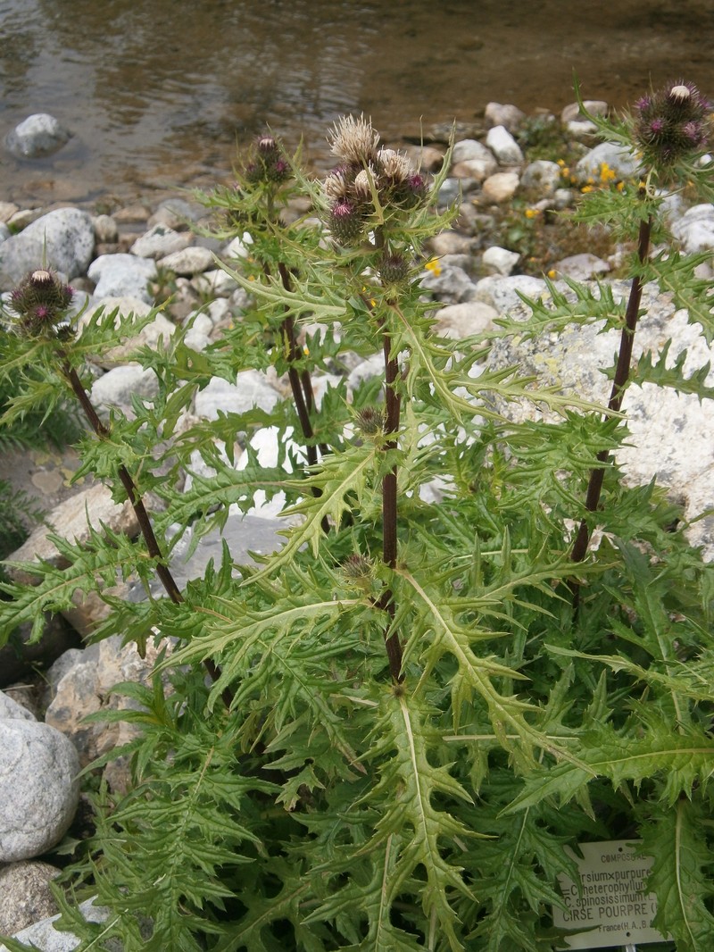 Cirsium × purpureum photo 6