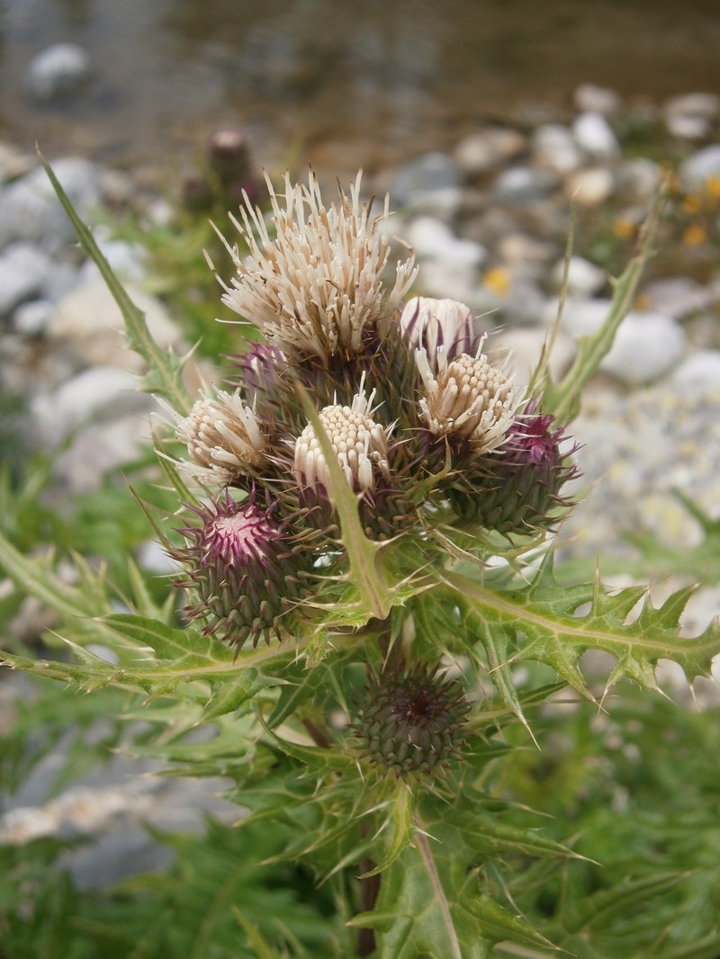 Cirsium × purpureum photo 7