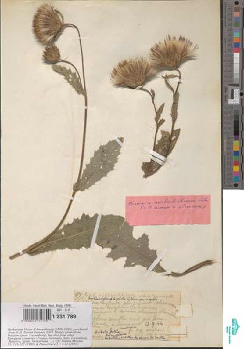 Cirsium × reichenbachianum