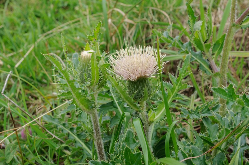 Cirsium × rigens