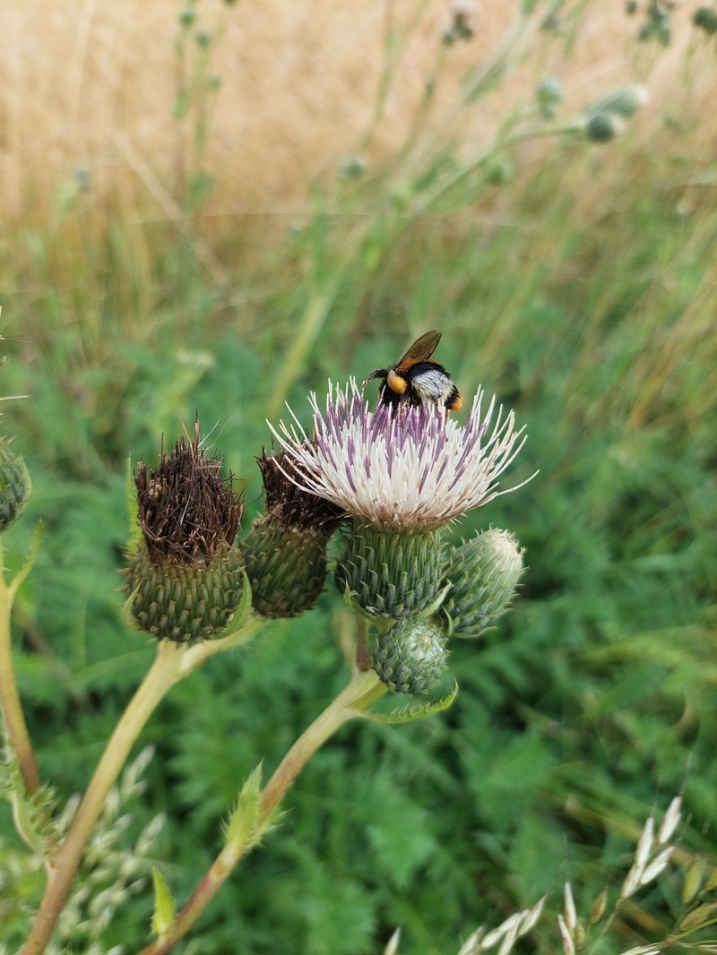 Cirsium × rigens photo 2