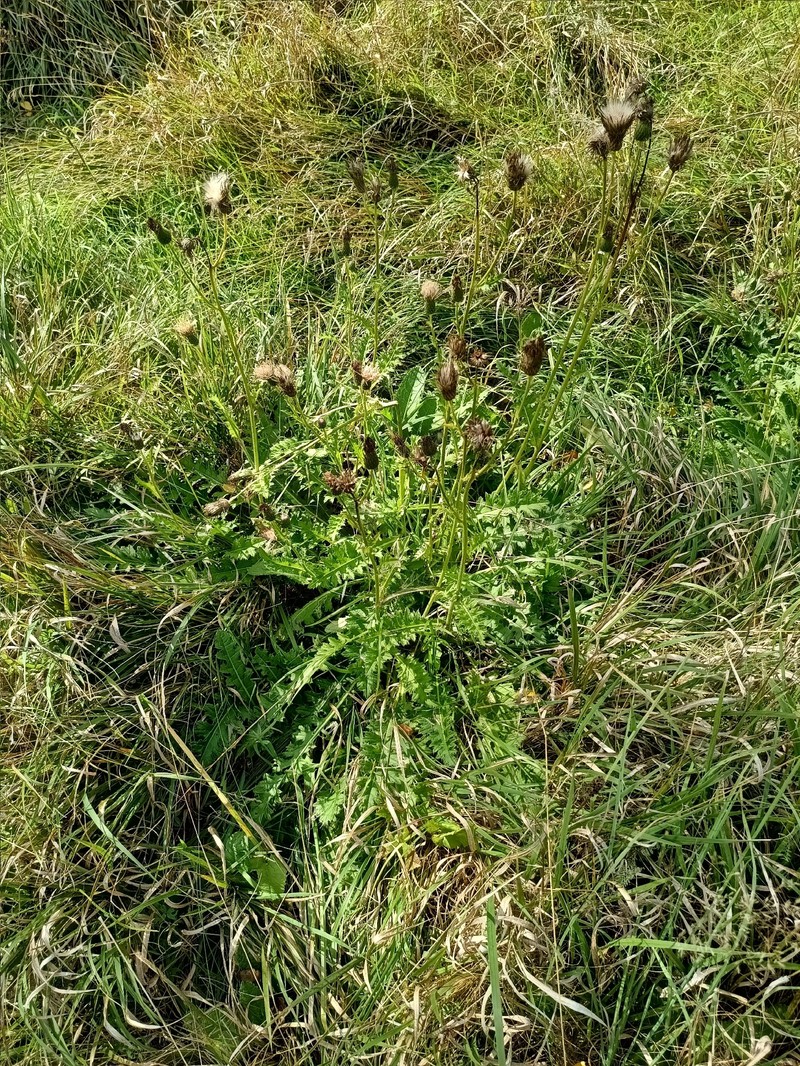 Cirsium × rigens photo 3
