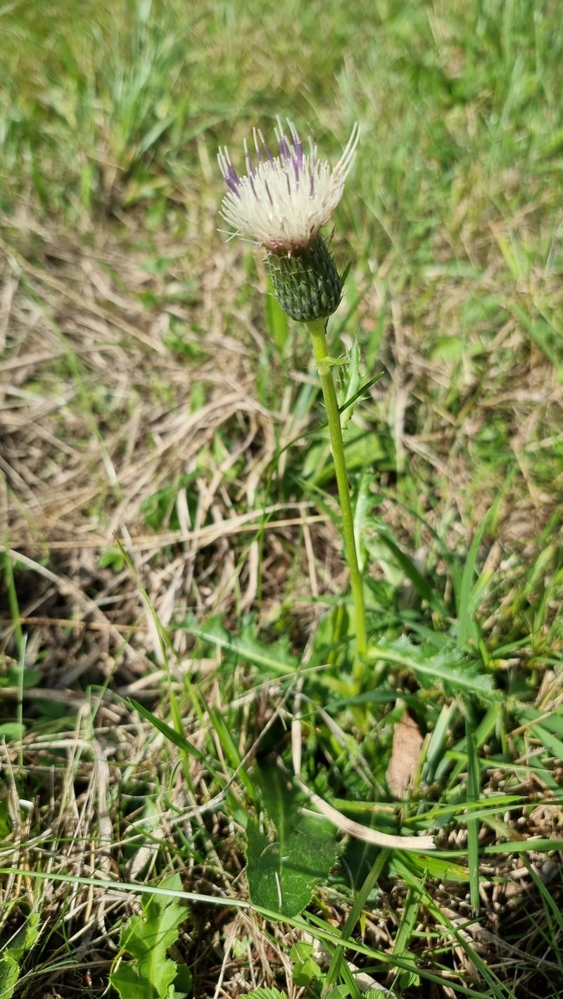 Cirsium × rigens photo 4