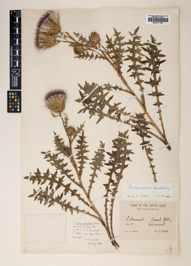 Cirsium × sabaudum