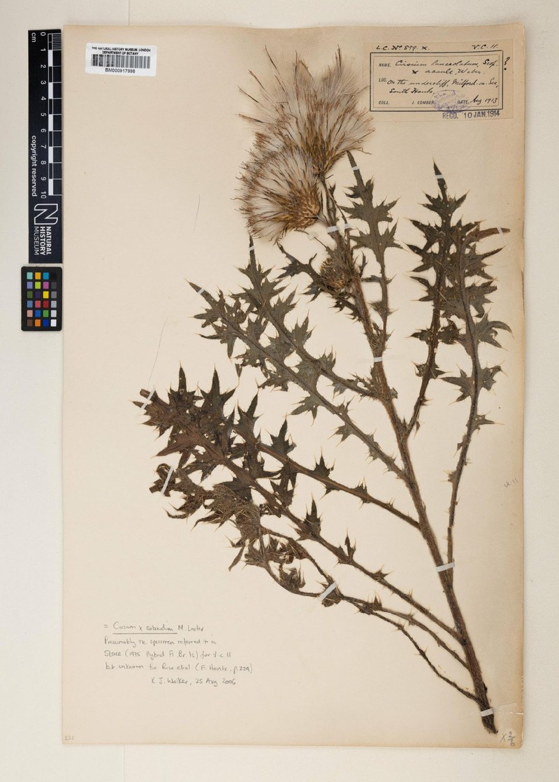 Cirsium × sabaudum photo 4