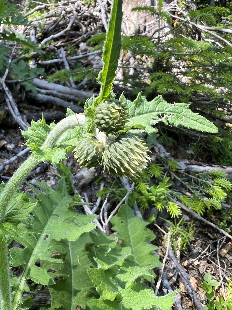 Cirsium × scopolii