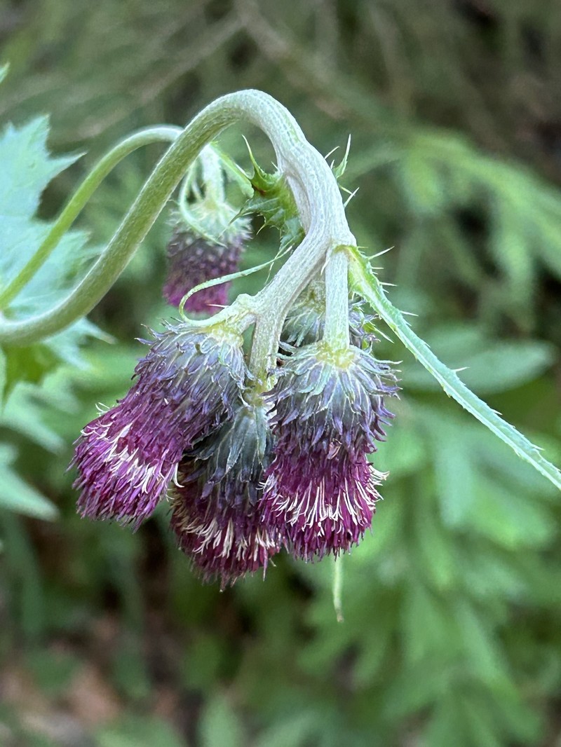 Cirsium × scopolii photo 2