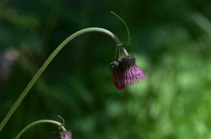 Cirsium × scopolii photo 3