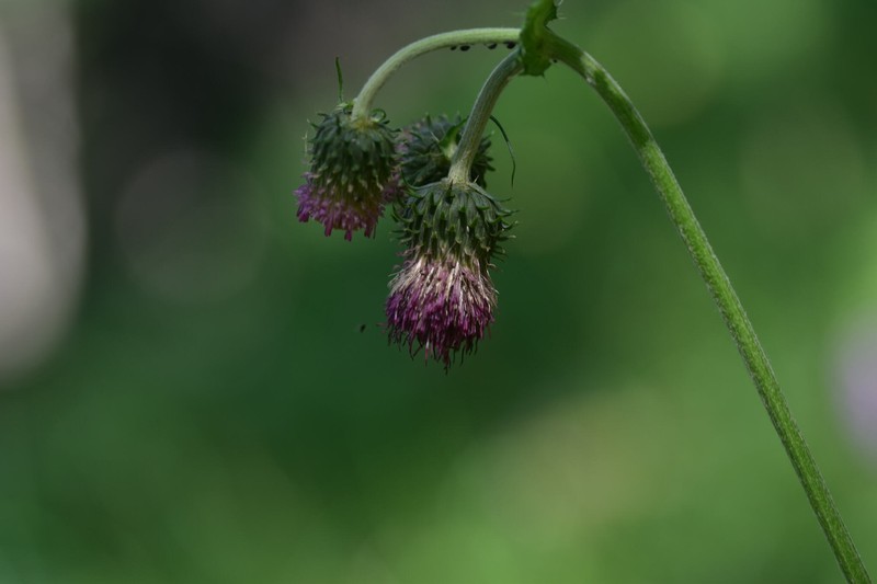 Cirsium × scopolii photo 4