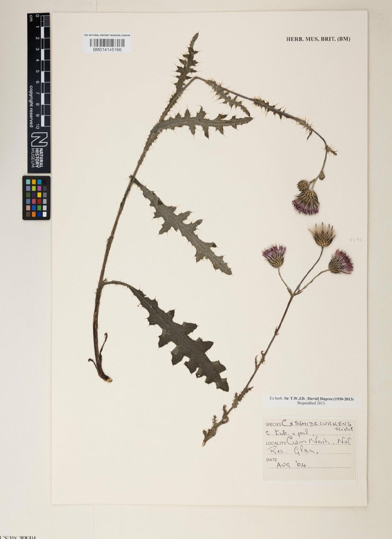 Cirsium × semidecurrens