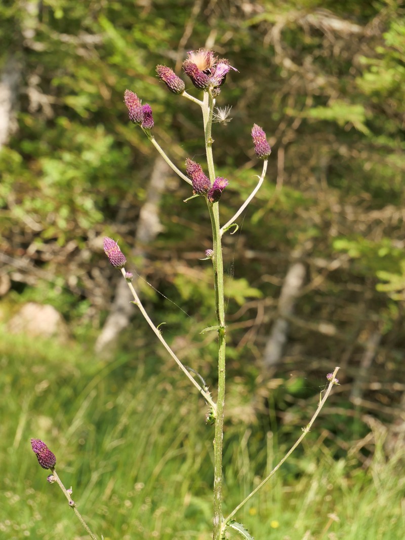 Cirsium × subalpinum