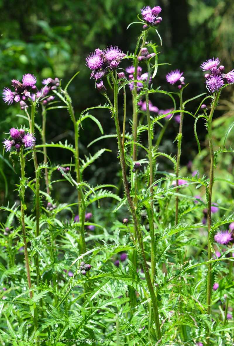 Cirsium × subalpinum photo 3