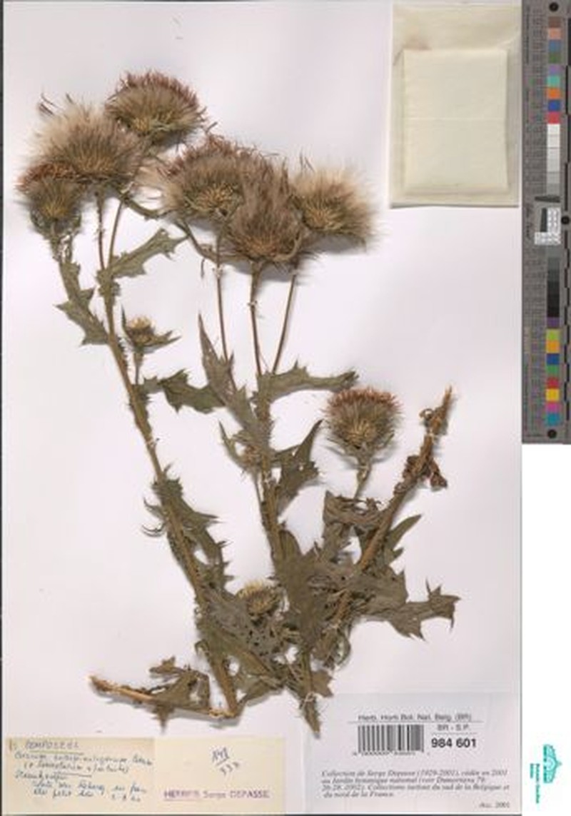 Cirsium × subspinuligerum
