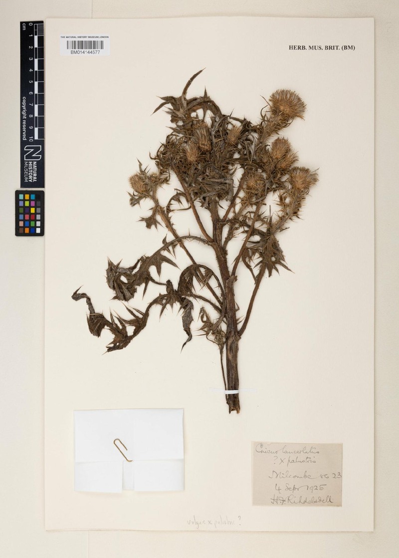 Cirsium × subspinuligerum photo 2