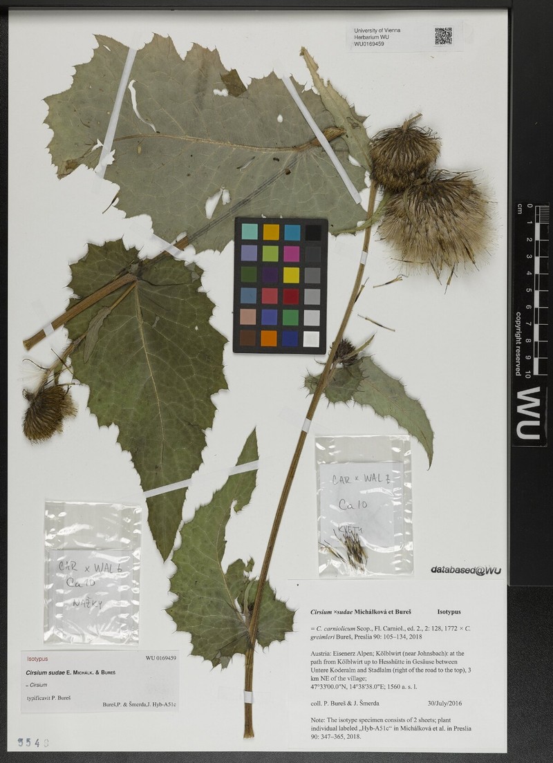 Cirsium × sudae photo 3