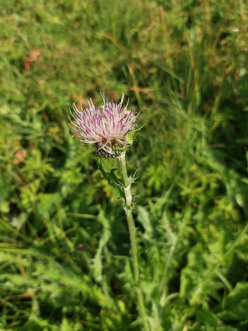 Cirsium × tataricum photo 2