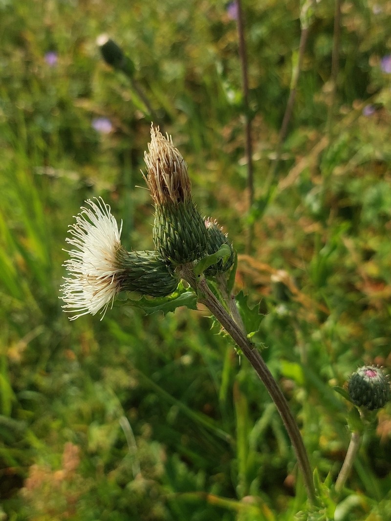 Cirsium × tataricum photo 3