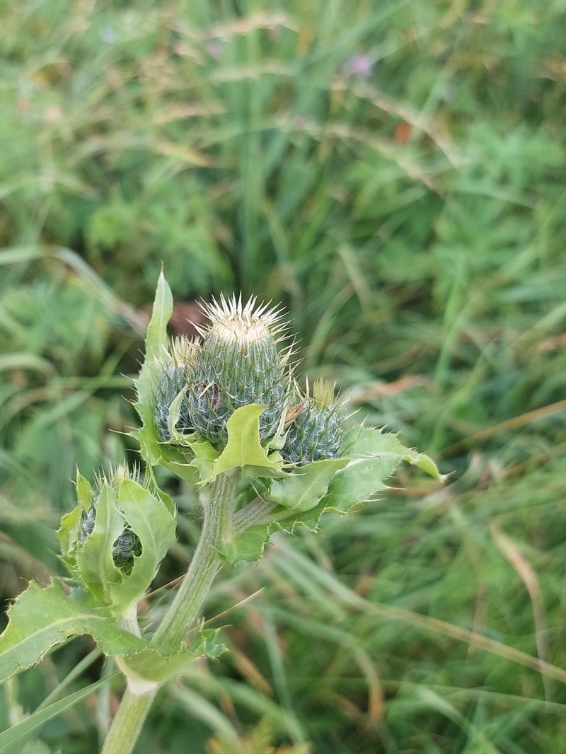 Cirsium × tataricum photo 4