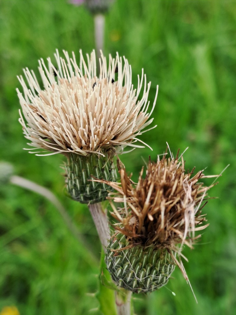 Cirsium × tataricum photo 5