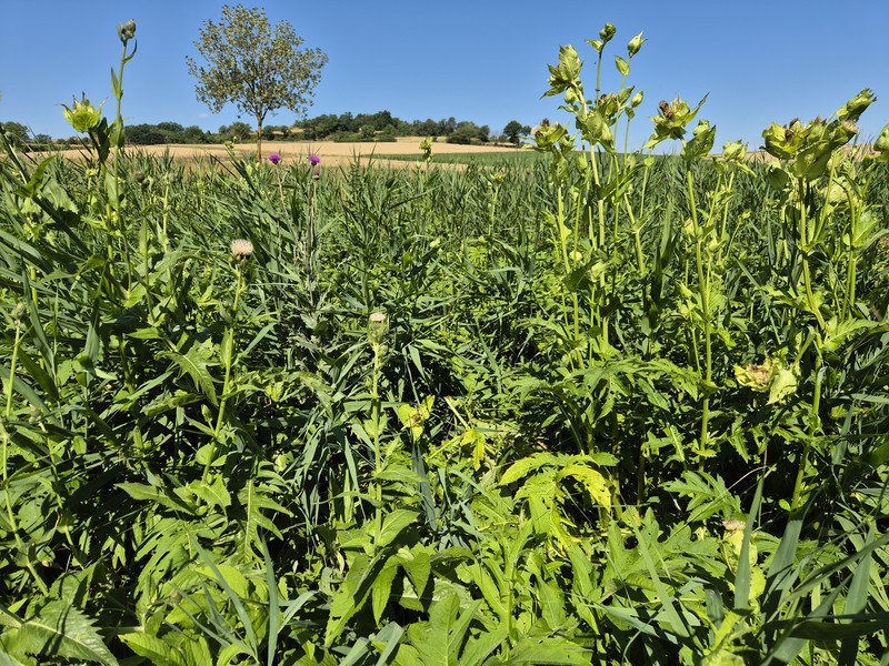 Cirsium × tataricum