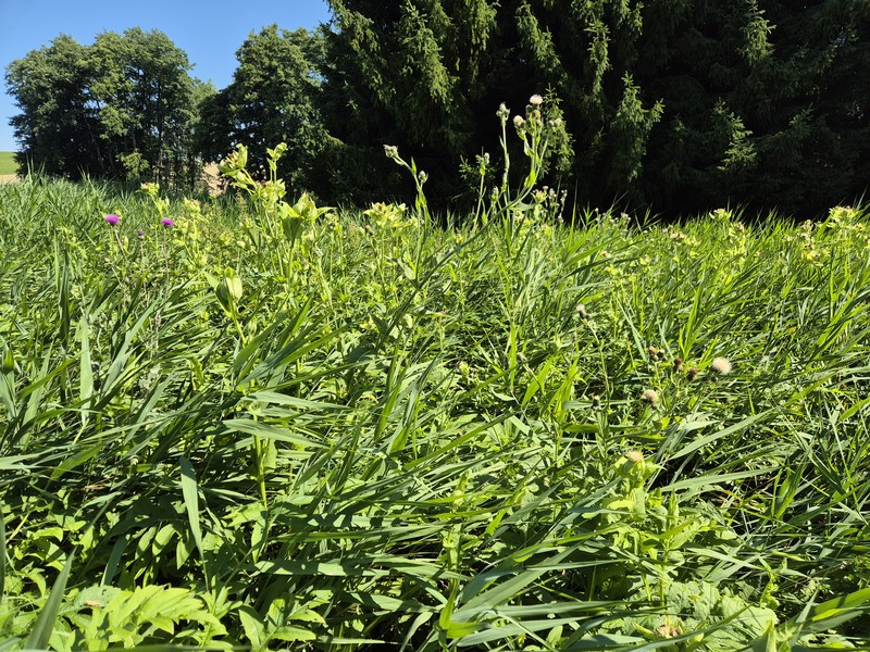 Cirsium × tataricum photo 6