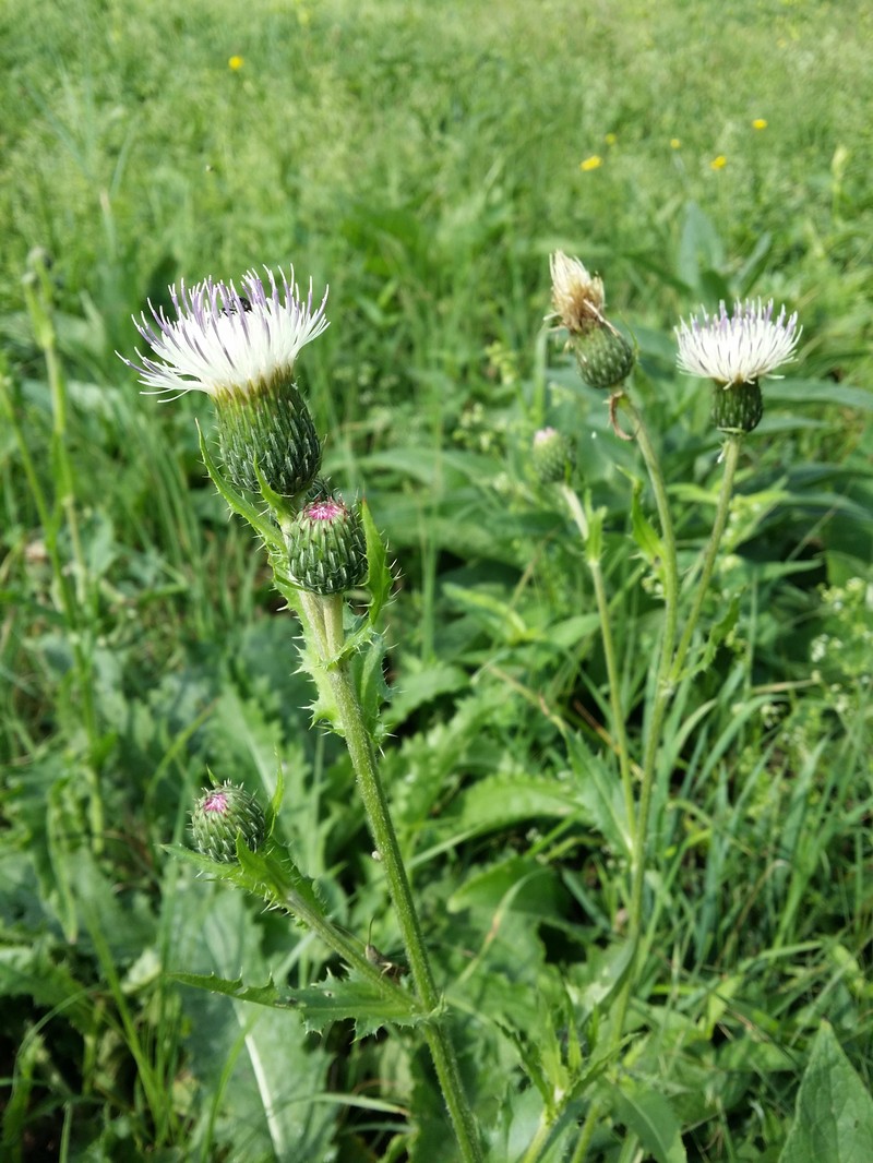 Cirsium × tataricum photo 7