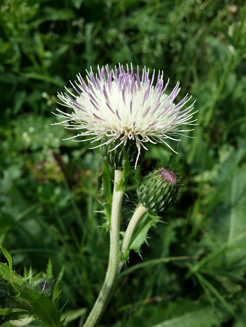 Cirsium × tataricum photo 8