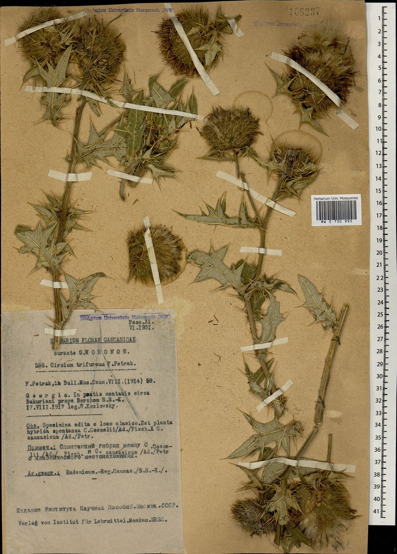 Cirsium × trifurcum