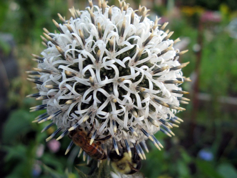 Vancouver Thistle photo 2