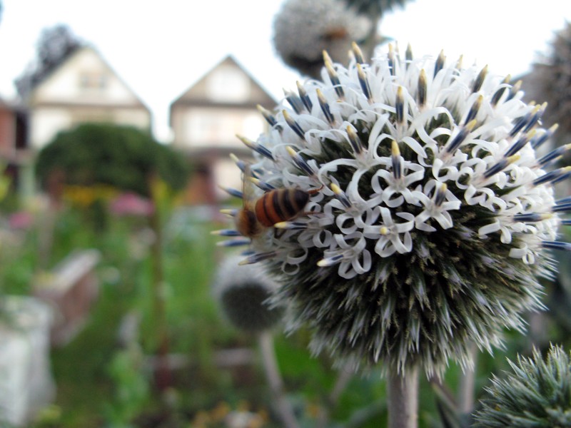 Vancouver Thistle photo 3
