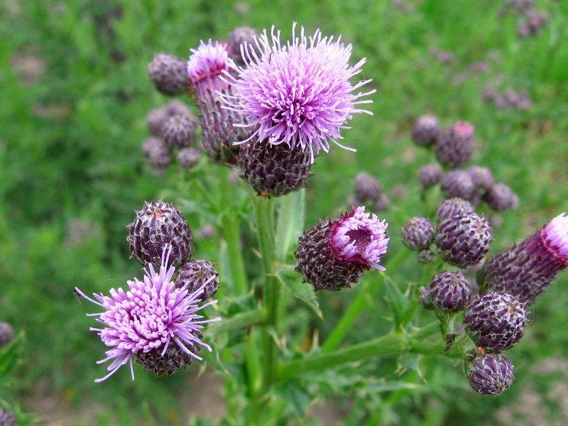 Vancouver Thistle photo 4