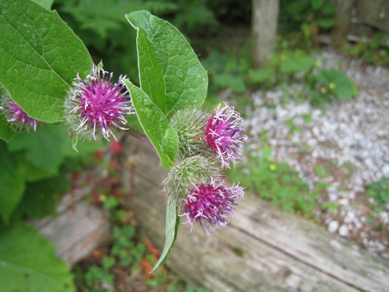 Vancouver Thistle photo 5