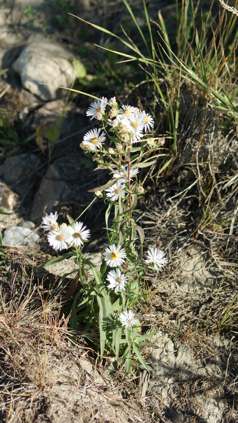 Vancouver Thistle photo 7