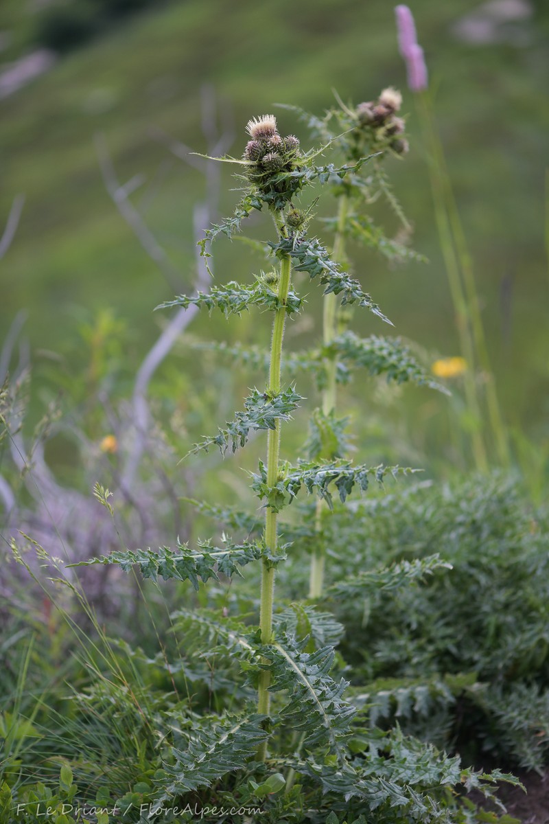 Cirsium × variegatum