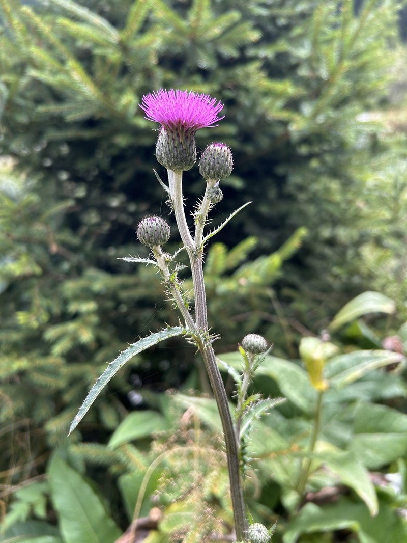 Cirsium × wankelii