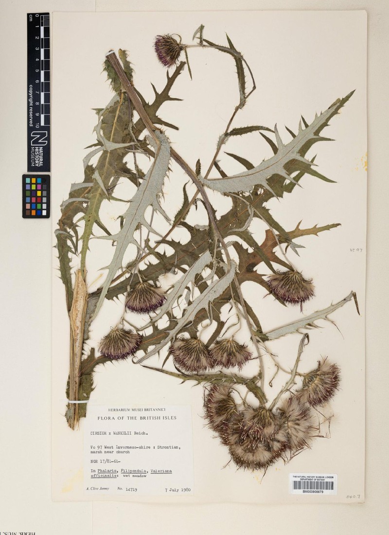 Cirsium × wankelii photo 3