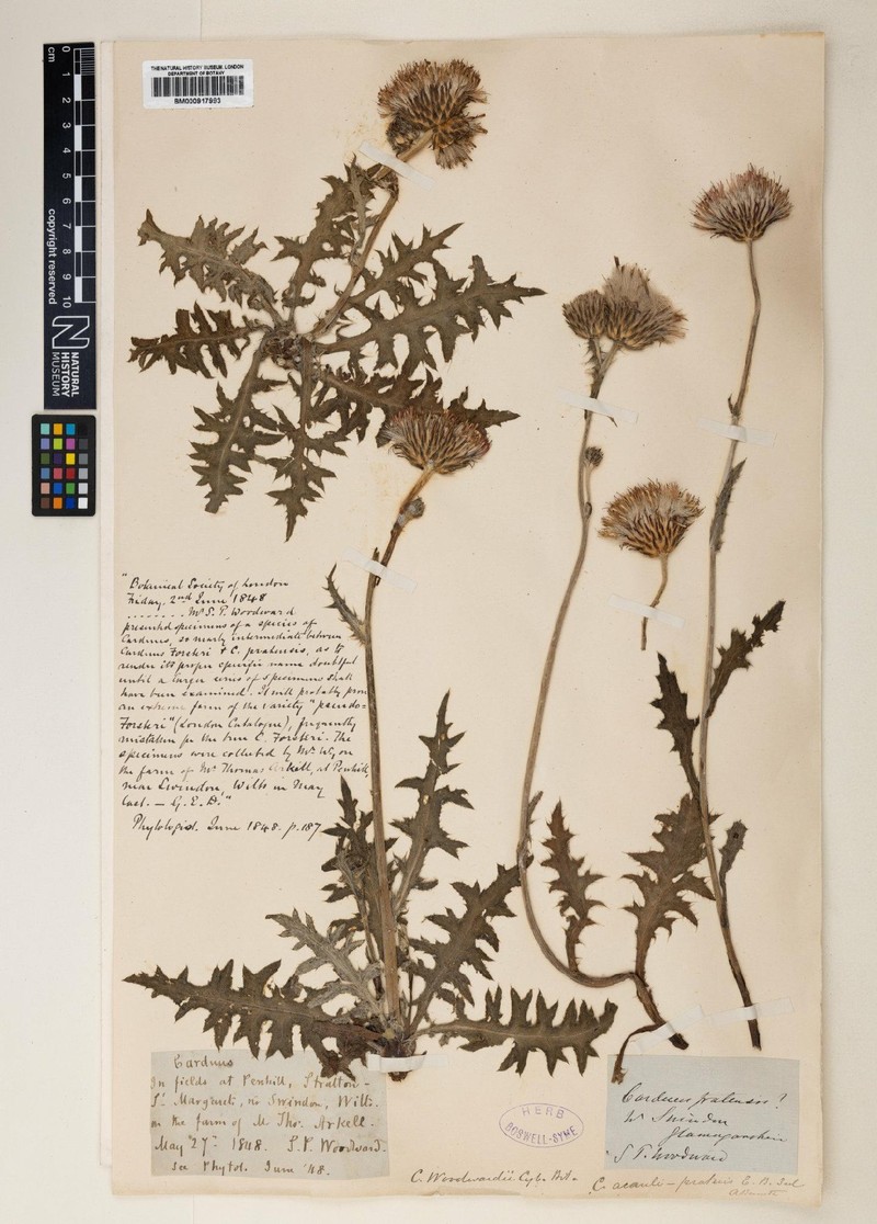 Cirsium × woodwardii