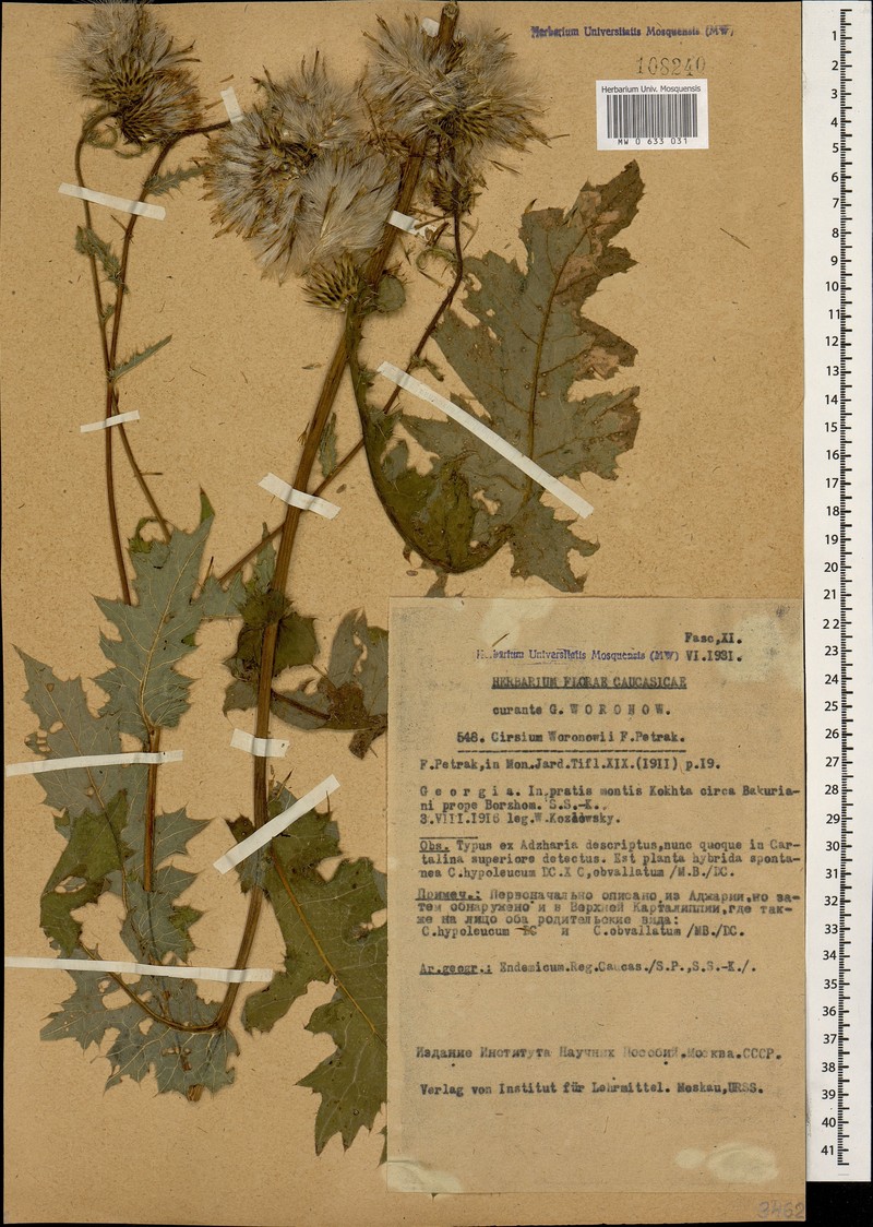 Cirsium × woronowii