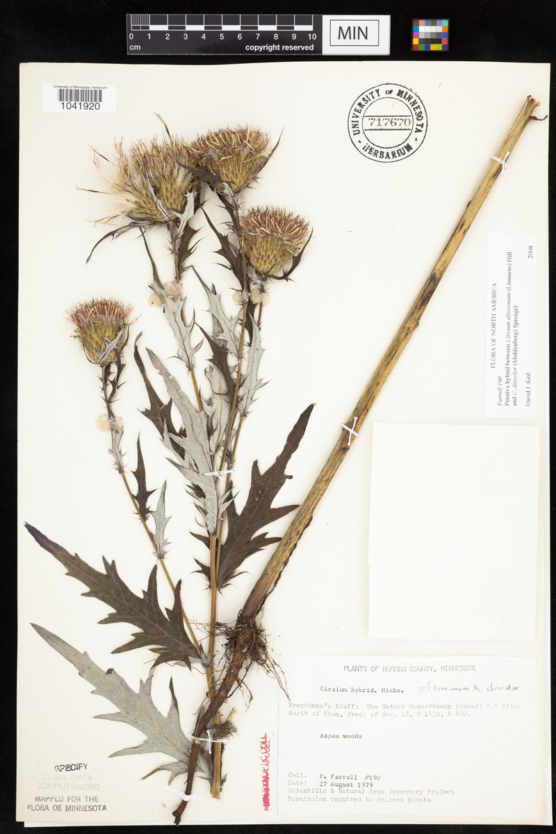 Thistle