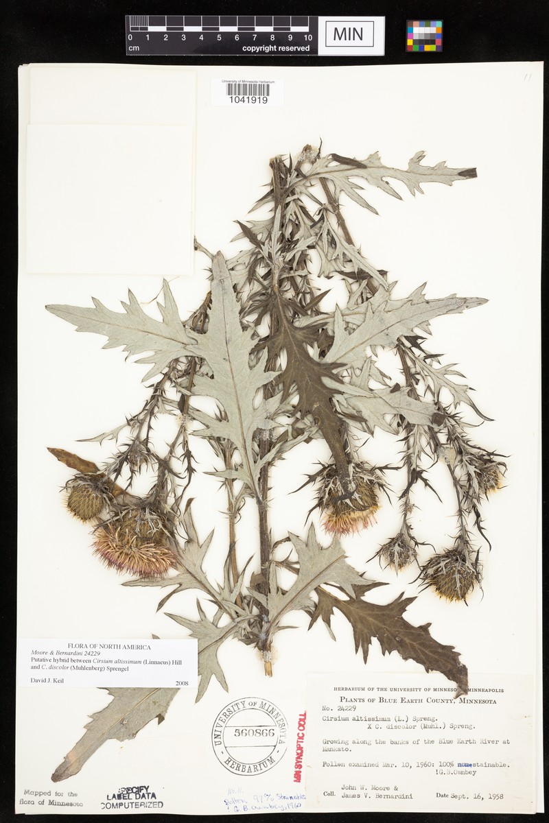 Thistle photo 2