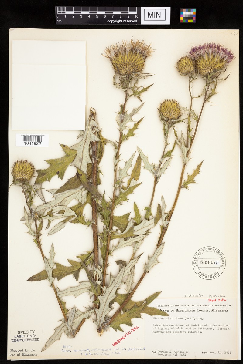 Thistle photo 3
