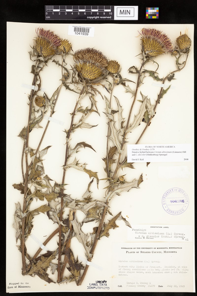 Thistle photo 4